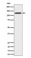 Anti-SPINK5 / LEKTI Rabbit Monoclonal Antibody