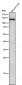 Anti-SPINK5 / LEKTI Rabbit Monoclonal Antibody