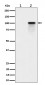 Anti-Phospho-Nucleolin (T84) Rabbit Monoclonal Antibody