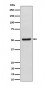 Anti-NUP50 Rabbit Monoclonal Antibody