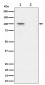 Anti-Phospho-Nucleolin (T76) Rabbit Monoclonal Antibody