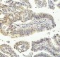 Anti-JNK1 Rabbit Monoclonal Antibody