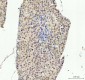 Anti-JNK1 Rabbit Monoclonal Antibody