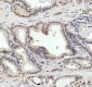 Anti-JNK1 Rabbit Monoclonal Antibody