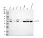 Anti-JNK1 Rabbit Monoclonal Antibody