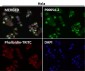 Anti-Phospho-MDM2 (S166) Rabbit Monoclonal Antibody