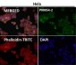 Anti-Phospho-MDM2 (S166) Rabbit Monoclonal Antibody