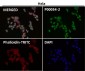 Anti-Phospho-MDM2 (S166) Rabbit Monoclonal Antibody