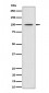 Anti-Phospho-MDM2 (S166) Rabbit Monoclonal Antibody