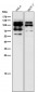 Anti-Phospho-MDM2 (S166) Rabbit Monoclonal Antibody