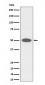 Anti-CEP43 Rabbit Monoclonal Antibody