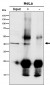 Anti-ACAT1 Rabbit Monoclonal Antibody