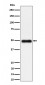 Anti-NgR3 Rabbit Monoclonal Antibody