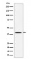 Anti-DLX3 Rabbit Monoclonal Antibody