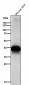 Anti-DLX3 Rabbit Monoclonal Antibody