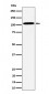 Anti-USO1 Rabbit Monoclonal Antibody