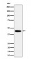 Anti-GALT Rabbit Monoclonal Antibody