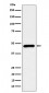 Anti-CECR5 Rabbit Monoclonal Antibody