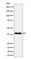 Anti-NSDHL Rabbit Monoclonal Antibody