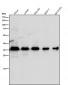 Anti-MLD Rabbit Monoclonal Antibody