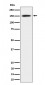 Anti-SAFB Rabbit Monoclonal Antibody