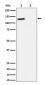 Anti-Phospho-p130(T986) Rabbit Monoclonal Antibody