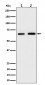 Anti-PGM1 Rabbit Monoclonal Antibody