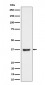 Anti-RNF115 Rabbit Monoclonal Antibody