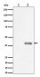 Anti-Phospho-PBK/TOPK (Thr9) Rabbit Monoclonal Antibody