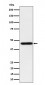 Anti-Homer1 Rabbit Monoclonal Antibody