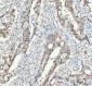 Anti-FAM50A Rabbit Monoclonal Antibody