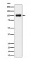 Anti-Nesprin3 Rabbit Monoclonal Antibody