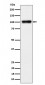 Anti-Nesprin3 Rabbit Monoclonal Antibody