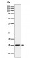 Anti-NDUFB4 Rabbit Monoclonal Antibody