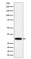 Anti-HMGCL Rabbit Monoclonal Antibody