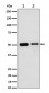 Anti-Annexin A7 Rabbit Monoclonal Antibody