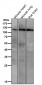 Anti-PI3 Kinase p110 beta Rabbit Monoclonal Antibody