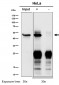 Anti-ACTR1B Rabbit Monoclonal Antibody