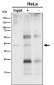 Anti-NSDHL Rabbit Monoclonal Antibody