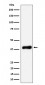 Anti-NSDHL Rabbit Monoclonal Antibody