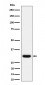 Anti-Adiponectin Rabbit Monoclonal Antibody