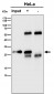 Anti-RPS8 Rabbit Monoclonal Antibody