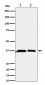 Anti-Serine racemase Rabbit Monoclonal Antibody