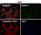 Anti-GNAQ Rabbit Monoclonal Antibody