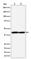 Anti-GNAQ Rabbit Monoclonal Antibody