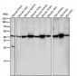 Anti-GNAQ Rabbit Monoclonal Antibody