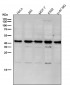 Anti-GNAQ Rabbit Monoclonal Antibody