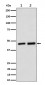 Anti-Annexin A7 Rabbit Monoclonal Antibody