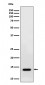 Anti-RNF7 Rabbit Monoclonal Antibody