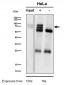 Anti-BIN1 Rabbit Monoclonal Antibody